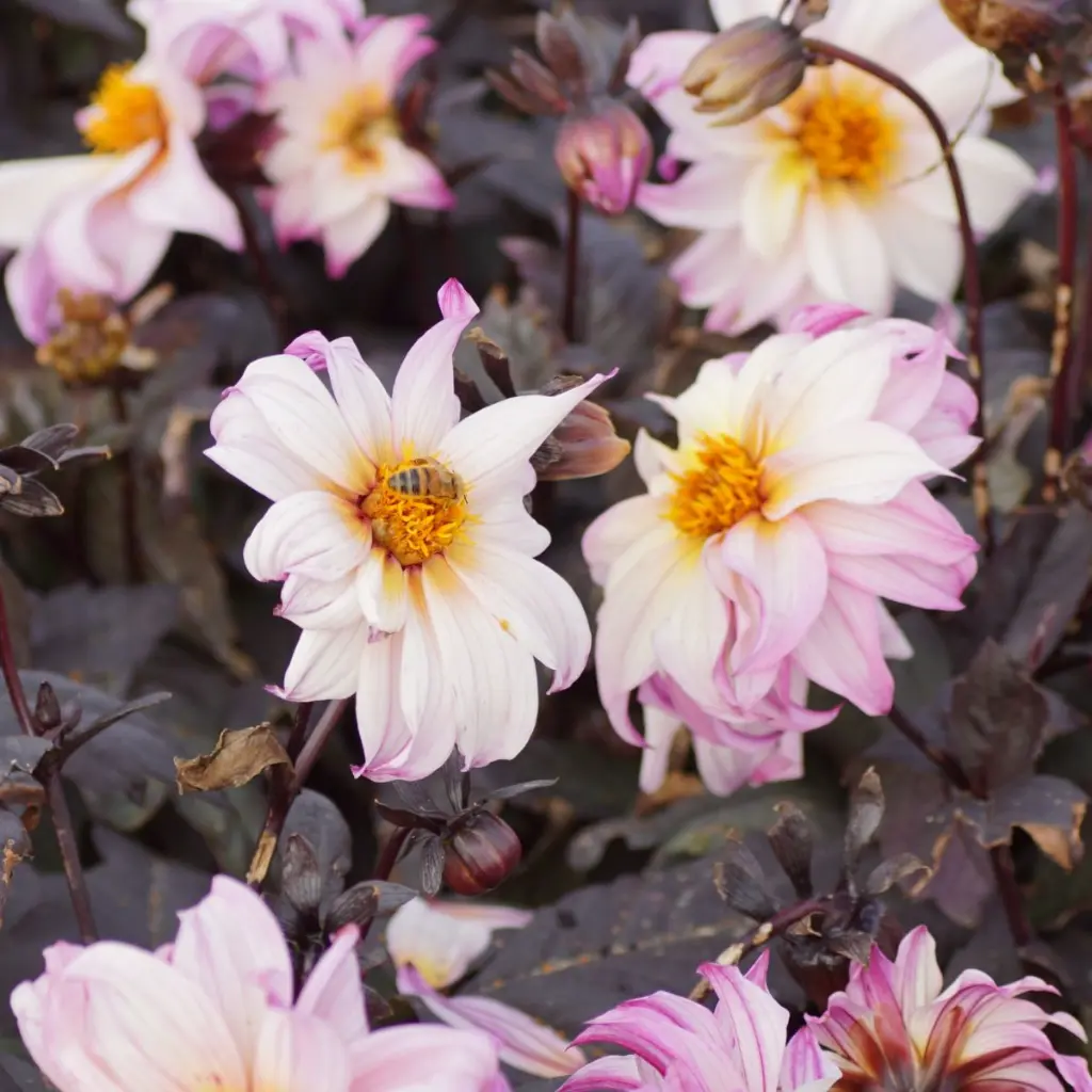 Dahlia-Bohemian-Princess DSC05881.webp