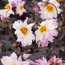 Dahlia-Bohemian-Princess DSC05881.webp