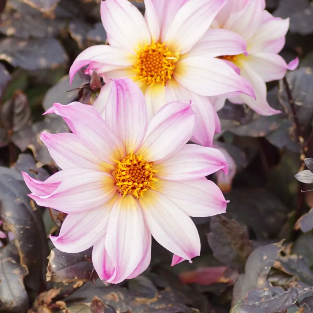 Dahlia-Bohemian-Princess DSC05867.webp