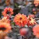 Dahlia-Little-Rascal DSC05854.webp