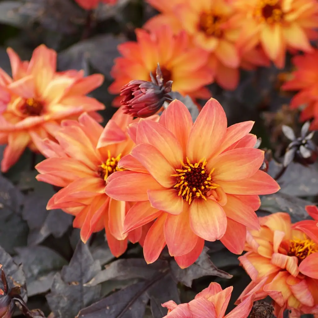 Dahlia-Little-Rascal DSC05852.webp