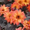 Dahlia-Little-Rascal DSC05852.webp