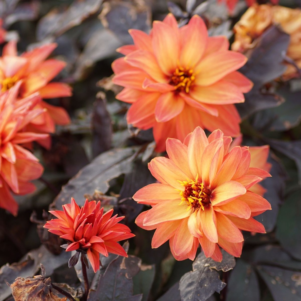 Dahlia-Little-Rascal DSC05856.JPG