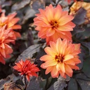 Dahlia-Little-Rascal DSC05856.JPG