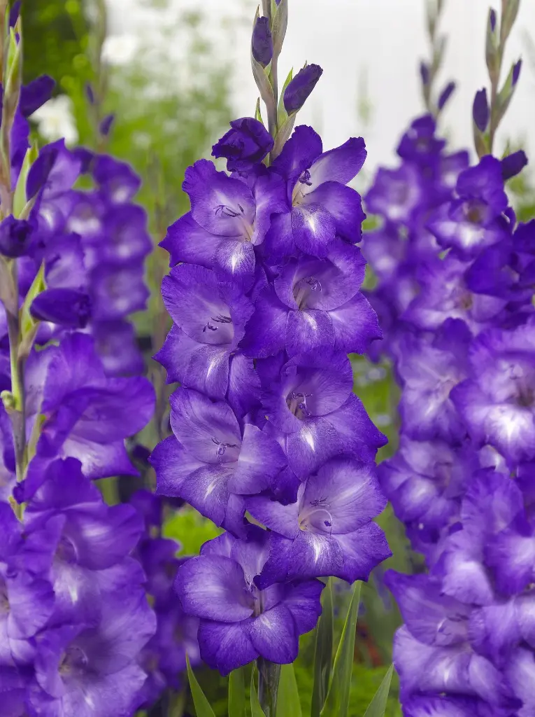 FA 11-0529 Gladiolus Performer (f-views until 20260701).webp