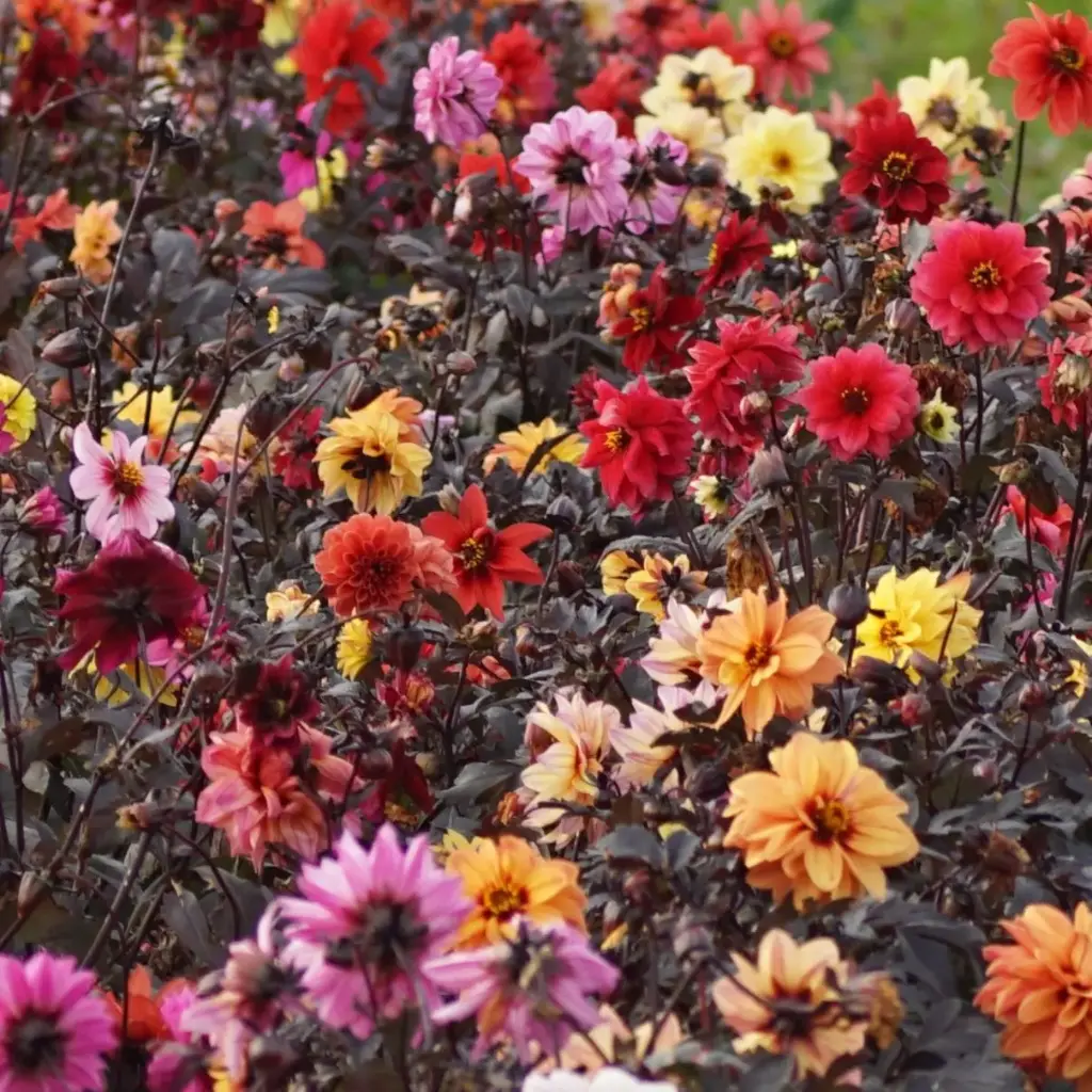 Dahlia-mix-Preijde (DSC05845 1200px).webp