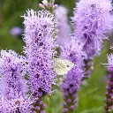 Liatris-spicata (ibulb 210442)2.webp