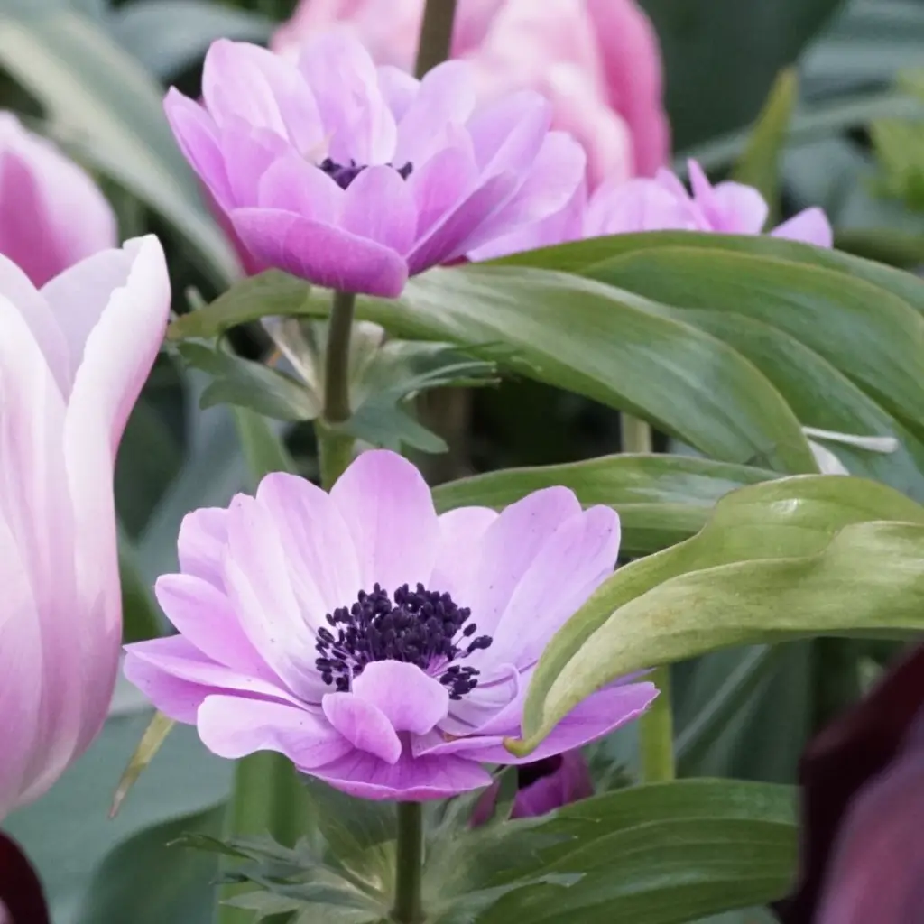 anemone-de-caen DSC04997.webp