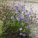Aster-Asran DSC05685 (1200px).webp