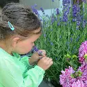 Lavandula (ibulb 202924_f146e).webp