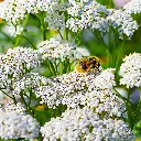 B8084 Achillea millefolium Duizenblad (AdobeStock_96332549).webp