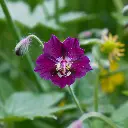 B8089 Geranium phaeum (AdobeStock_714779453).webp
