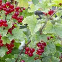 Ribes rubrum 'Jonkheer van Tets'_semiclose (hogeveen).BIO