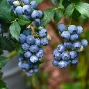 Vaccinium corymbosum Reka, AdobeStock_1667841926 (1).BIO