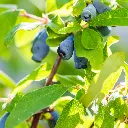 ‘Lonicera Kamtscatica Duet (canva pro ).webp