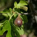 ‘Ficus Gustissimo Perretta enkele vijg BIO(pexels)