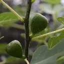 ‘Ficus Gustissimo Perretta vijg close up 1 BIO ( hogeveen).webp