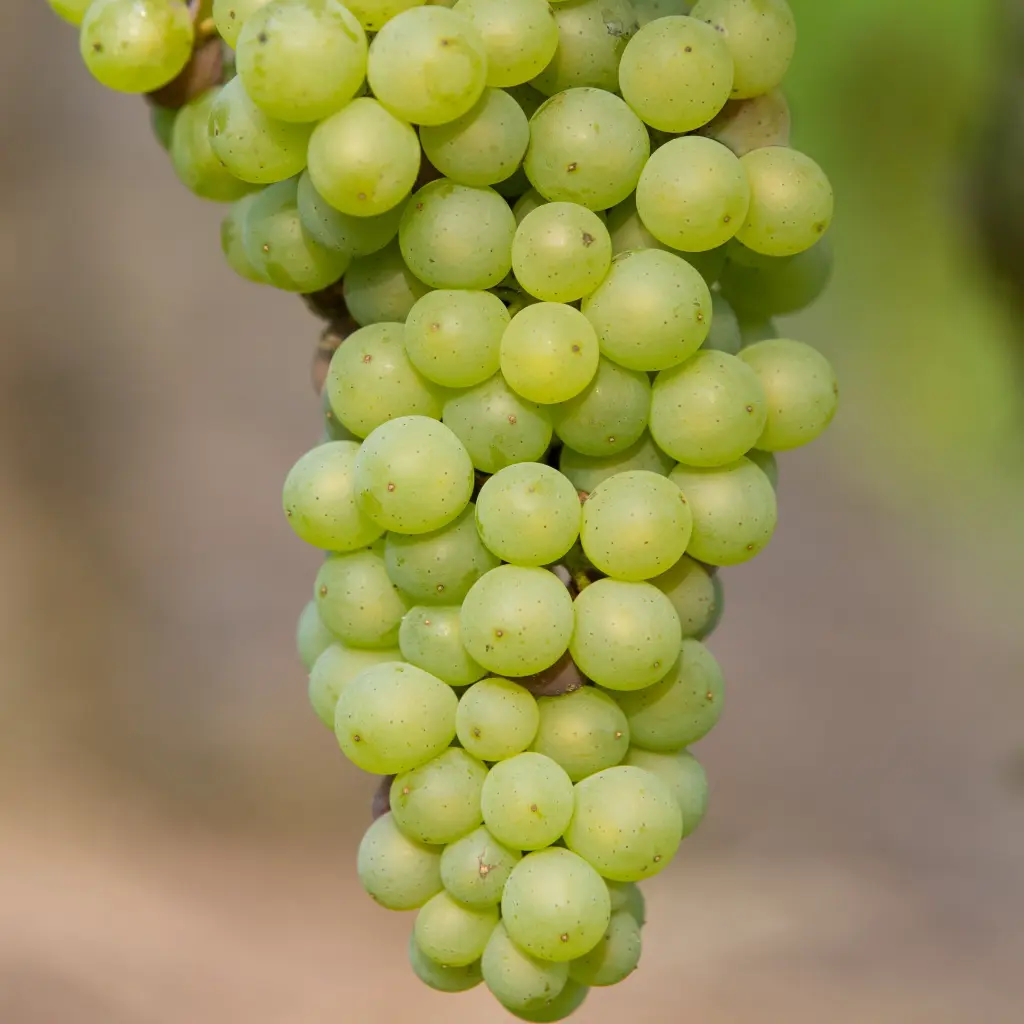 Vitis Johanniter_05 (hogeveen).BIO