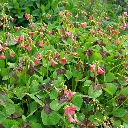 Oxalis-Iron-Cross 20250728_131625.webp