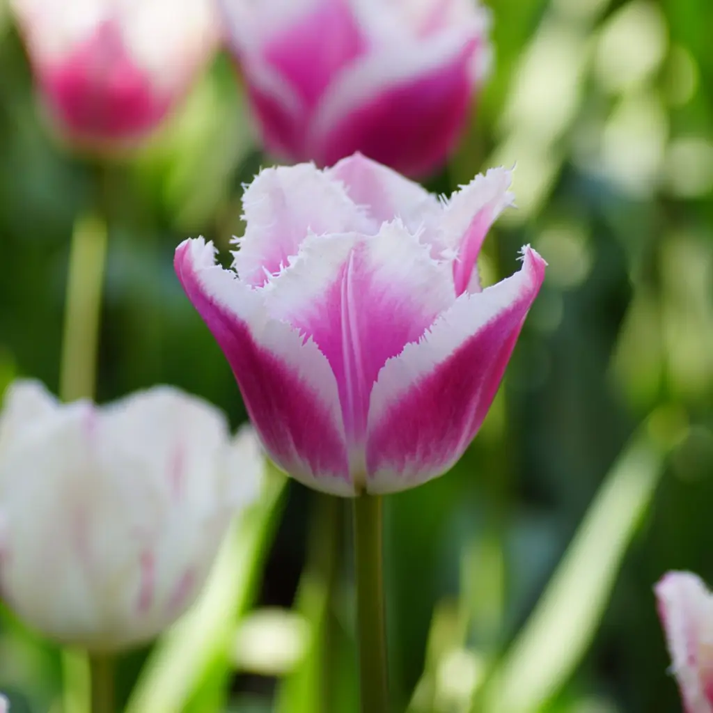 Tulipa-Siesta DSC06264-1200px.webp