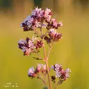 Origanum_vulgare_-_harilik_pune By Ivar Leidus - Own work, CC BY-SA 3.0, id=27022585.webp