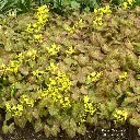 Epimedium_x_perralchicum_'Frohnleiten'_2013-05-10 By Peter coxhead - Own work, CC BY-SA 3.0, id=26000878.webp