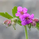 Geranium_macrorrhizum_(49821241607) By Andy Morffew from Itchen Abbas, Hampshire, UK - Geranium macrorrhizum, CC BY 2.0, id=112422235.webp