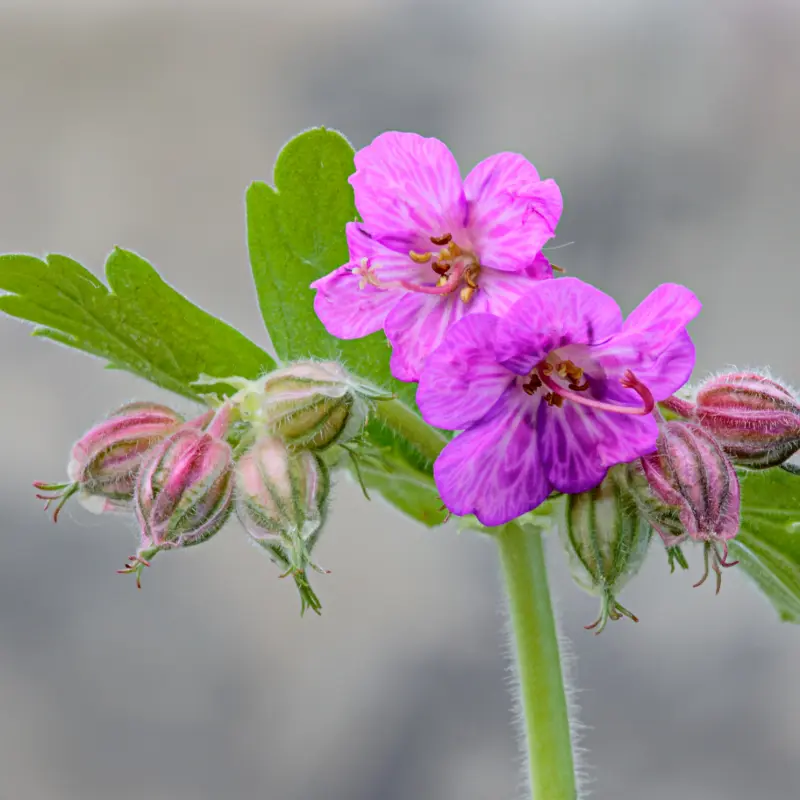 Geranium_macrorrhizum_(49821241607) By Andy Morffew from Itchen Abbas, Hampshire, UK - Geranium macrorrhizum, CC BY 2.0, id=112422235.webp