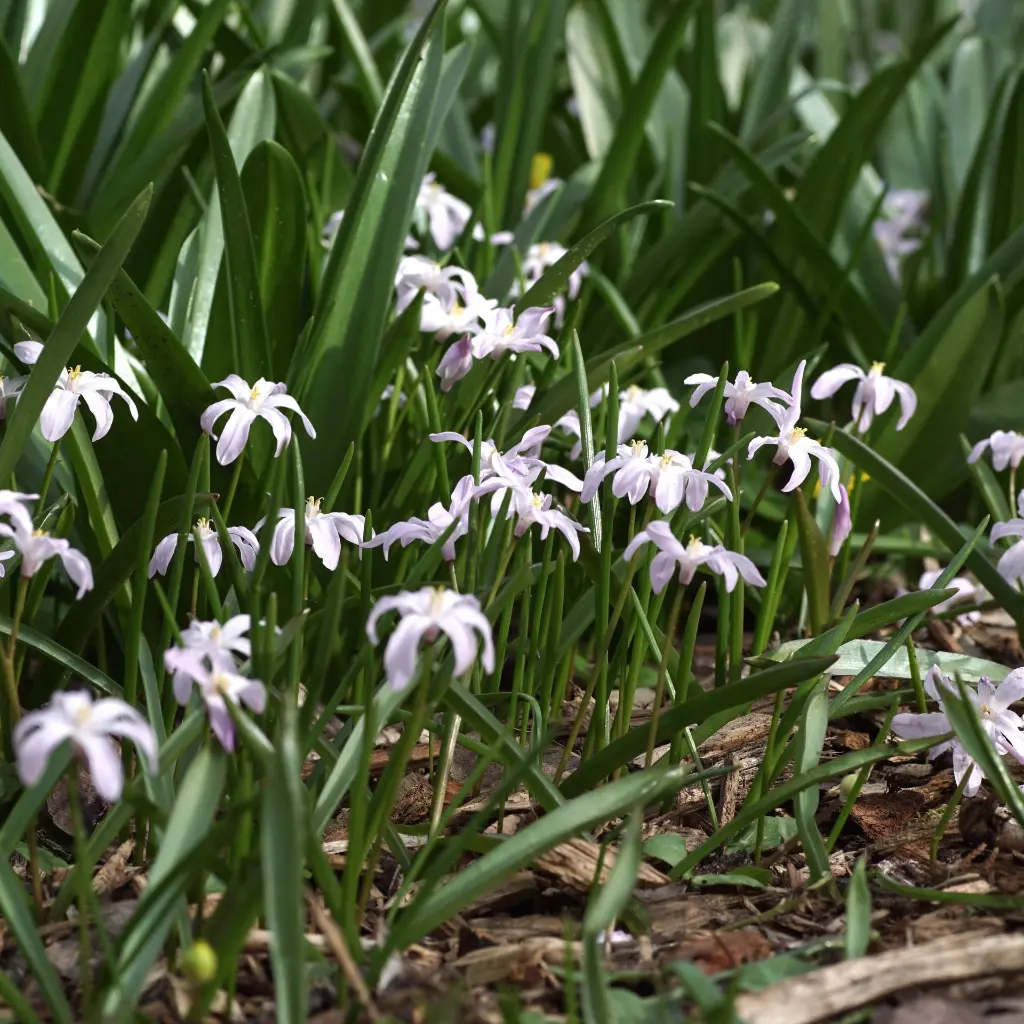 Chionodoxa-alba DSC04254.webp