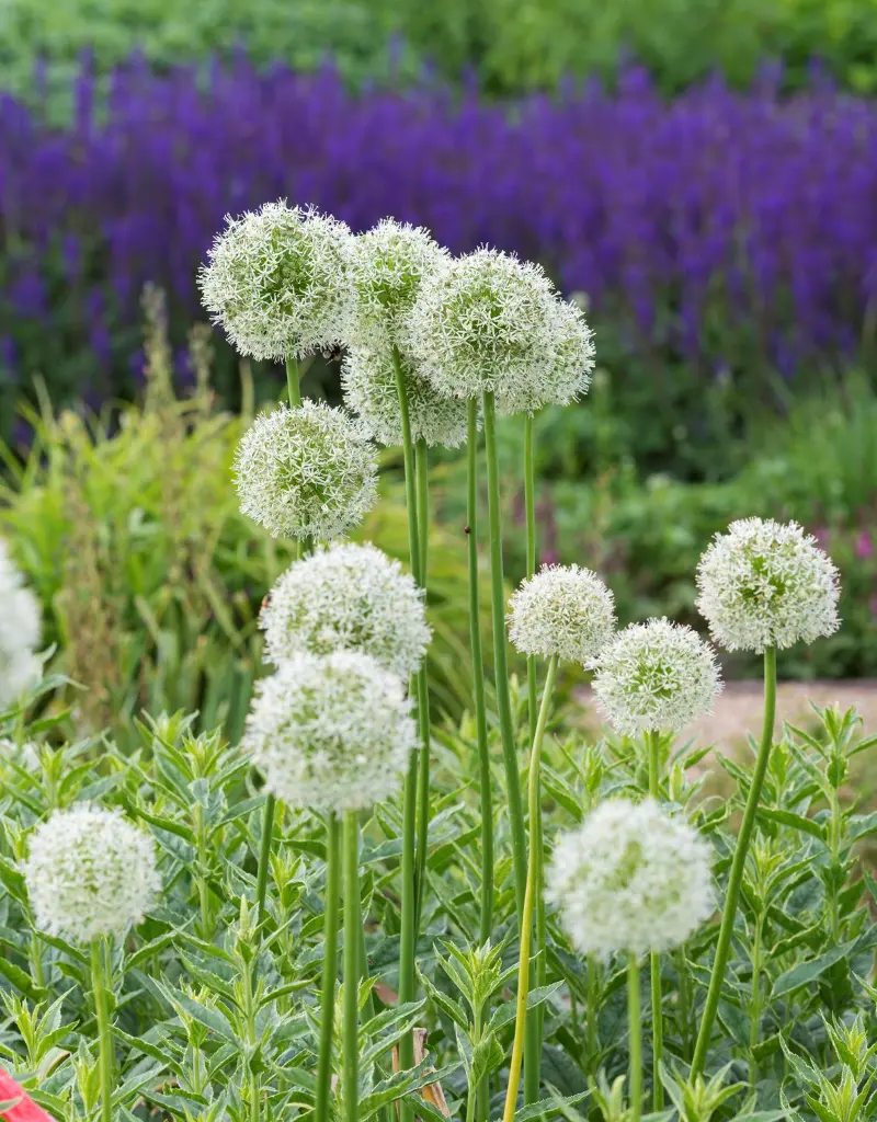 Allium-Mount Everest (Breed-DSC3539) 1200x1535px.webp