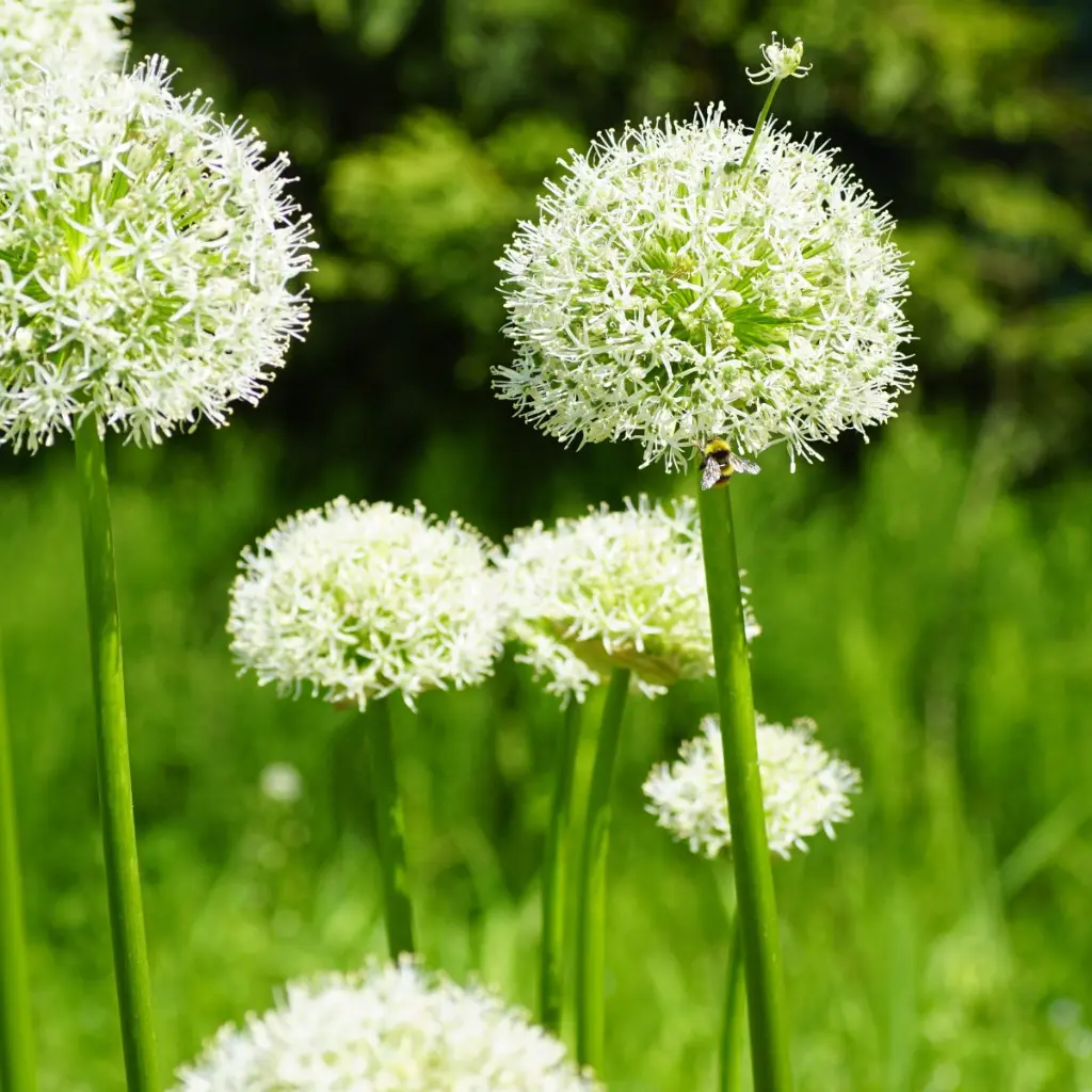 Allium-Mt-Everest DSC06363 1x1.webp