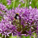 Allium-Violet-Beauty DSC06426.webp
