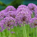 Allium-Violet-Beauty DSC06452.webp
