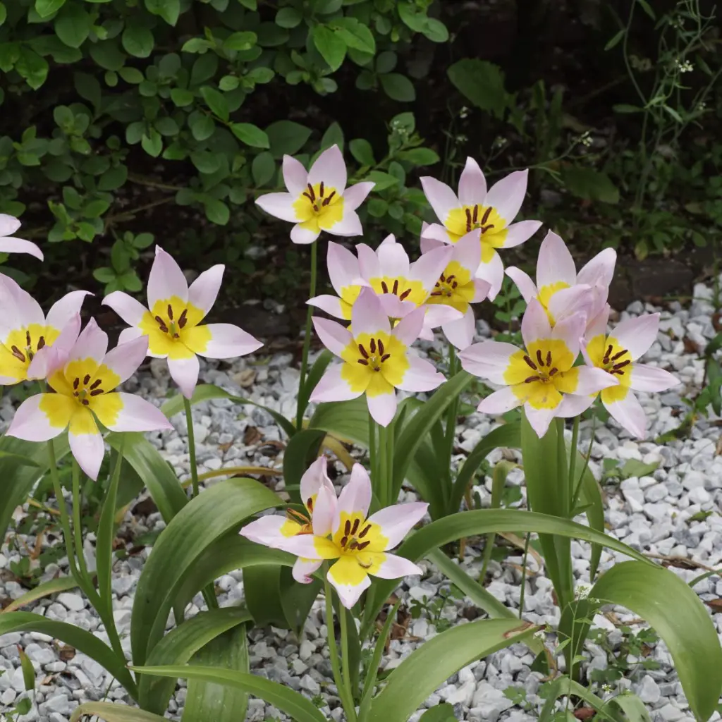 Tulipa-saxatilis DSC03626.webp