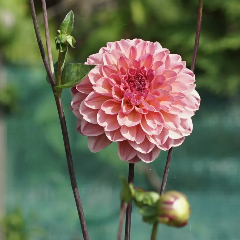 Dahlia-Phyllis-Farmer DSC06668.webp