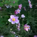 Anemone Splendens-unsplash.webp