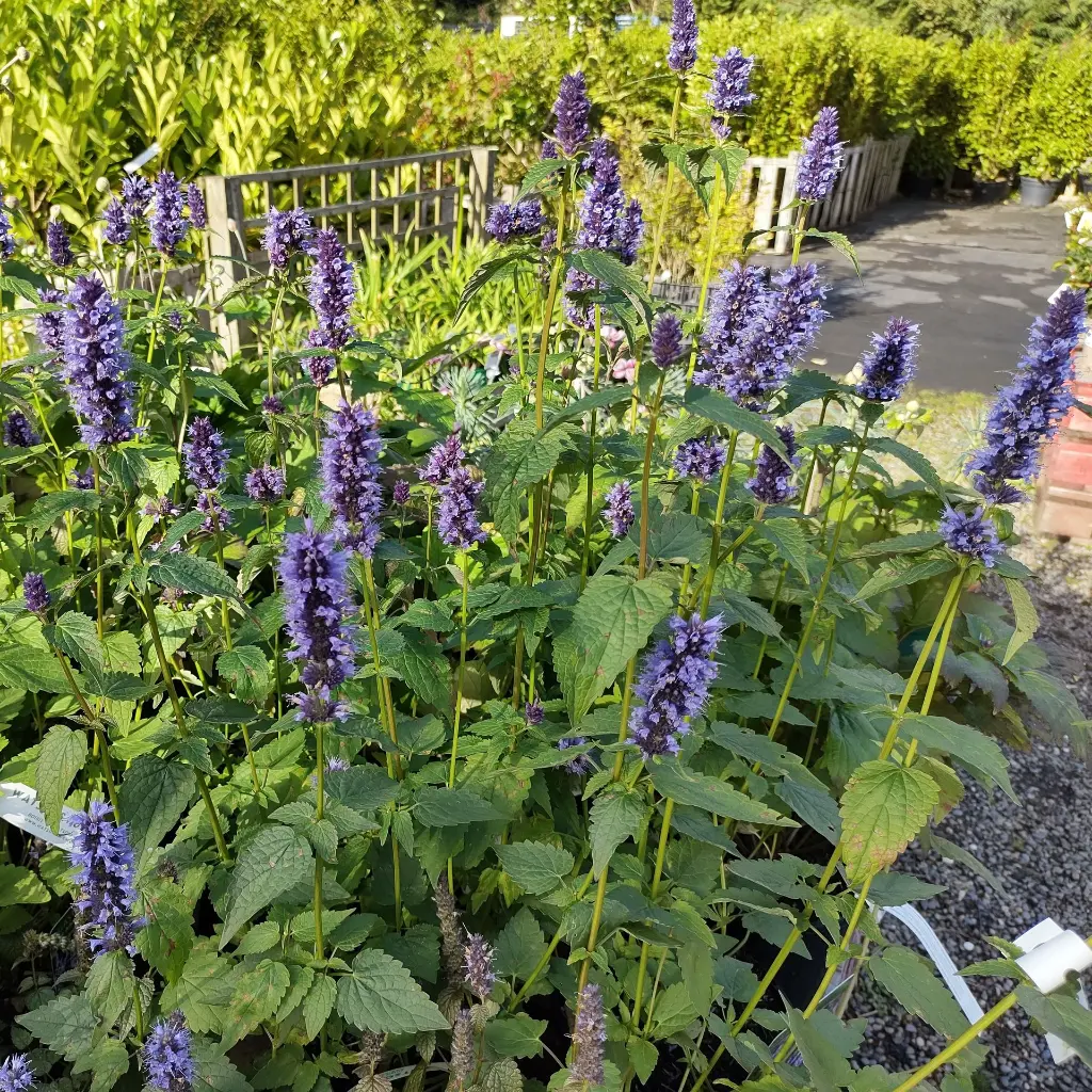 Agastache black adder 1 VK AdobeStock_751499095.webp