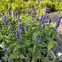 Agastache black adder 1 VK AdobeStock_751499095.webp