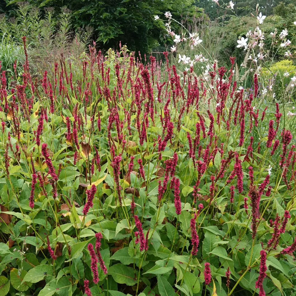 Duizendknoop_Persicaria_amplexicaulis4VK_AdobeStock_738612738.webp