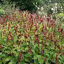 Duizendknoop_Persicaria_amplexicaulis4VK_AdobeStock_738612738.webp
