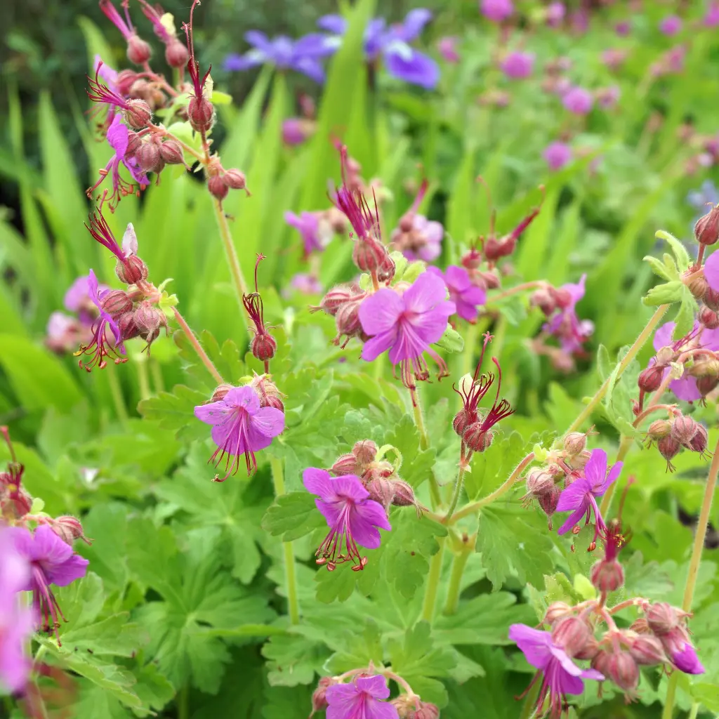 Geranium Bevan's Variety 2VK AdobeStock_363311114.webp