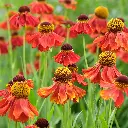 Helenium Moerheim Beauty 4VK AdobeStock_1120338616.webp