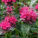 Monarda Mahogany 4VK AdobeStock_2112148299.webp