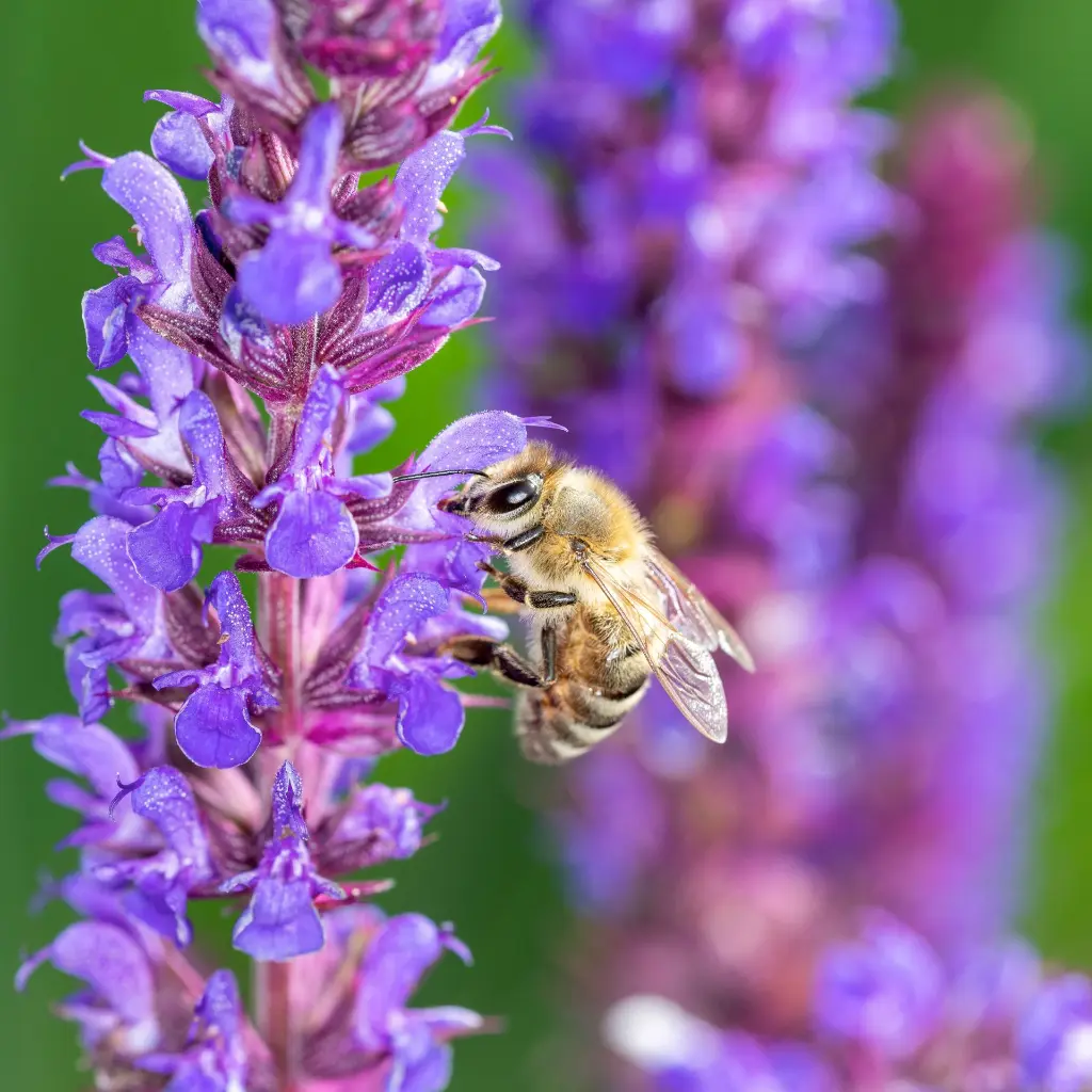 Salvia Caradonna 2VK AdobeStock_219686557.webp