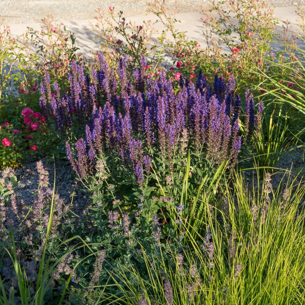 Salvia Caradonna 5VK AdobeStock_2155029952.webp