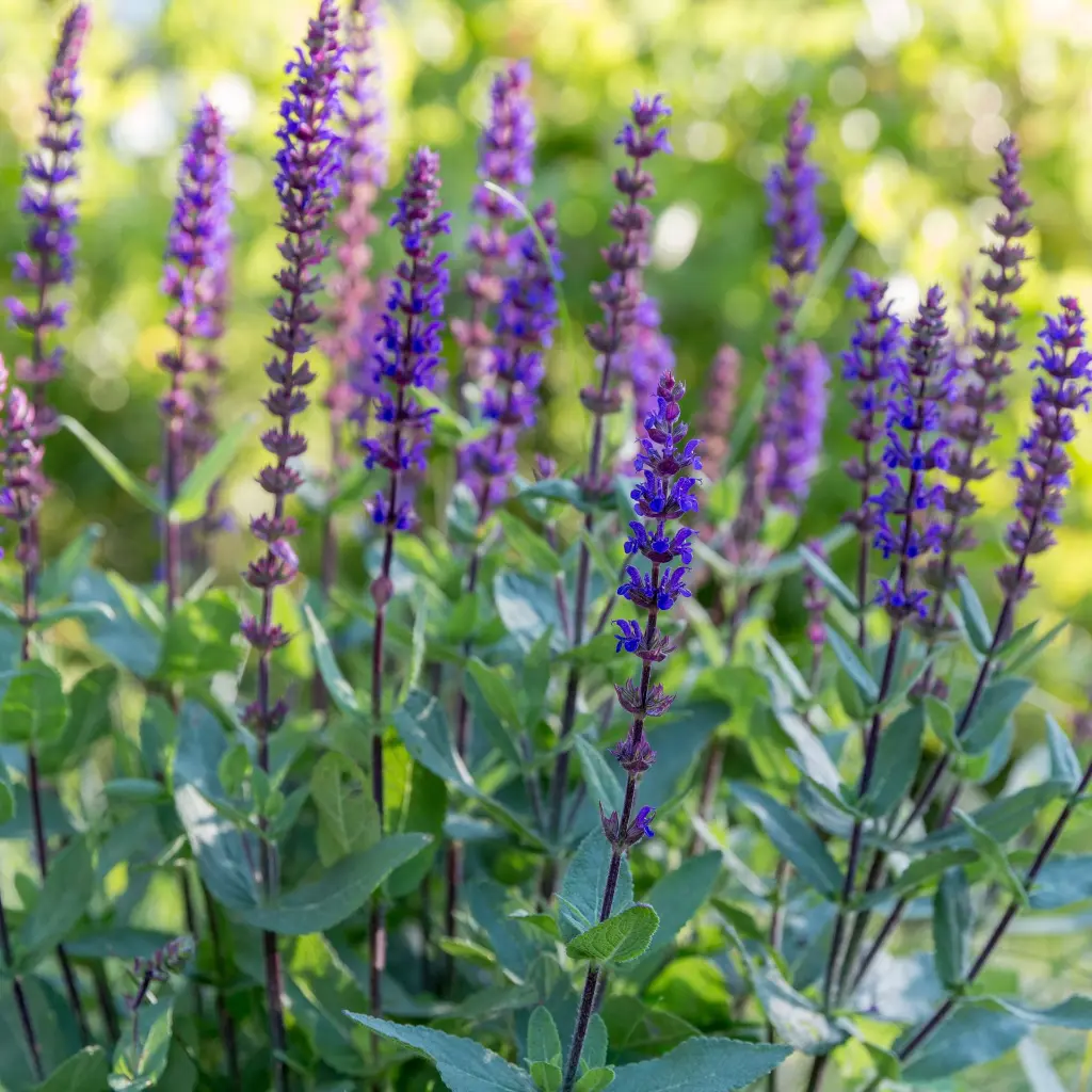 Salvia Caradonna 1VK AdobeStock_366768766.webp