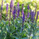 Salvia Caradonna 1VK AdobeStock_366768766.webp