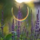 Salvia Caradonna 3VK AdobeStock_514516532.webp