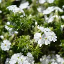Phlox sub. White Delight 1VK AdobeStock_509595565.webp