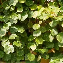 Kiwi Jenny_AdobeStock_VK_466282641.webp